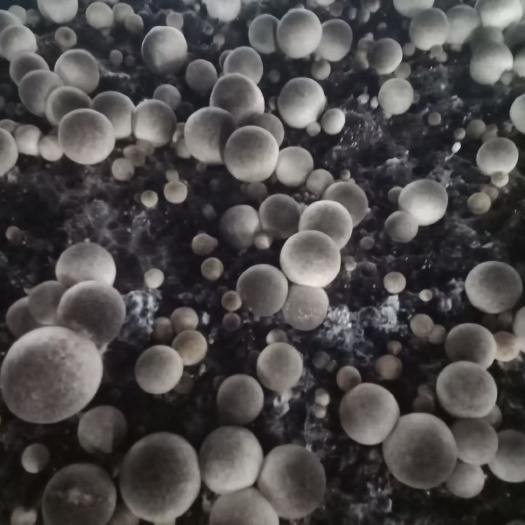 南昌县草菇 鲜货 3cm以上 人工种植 