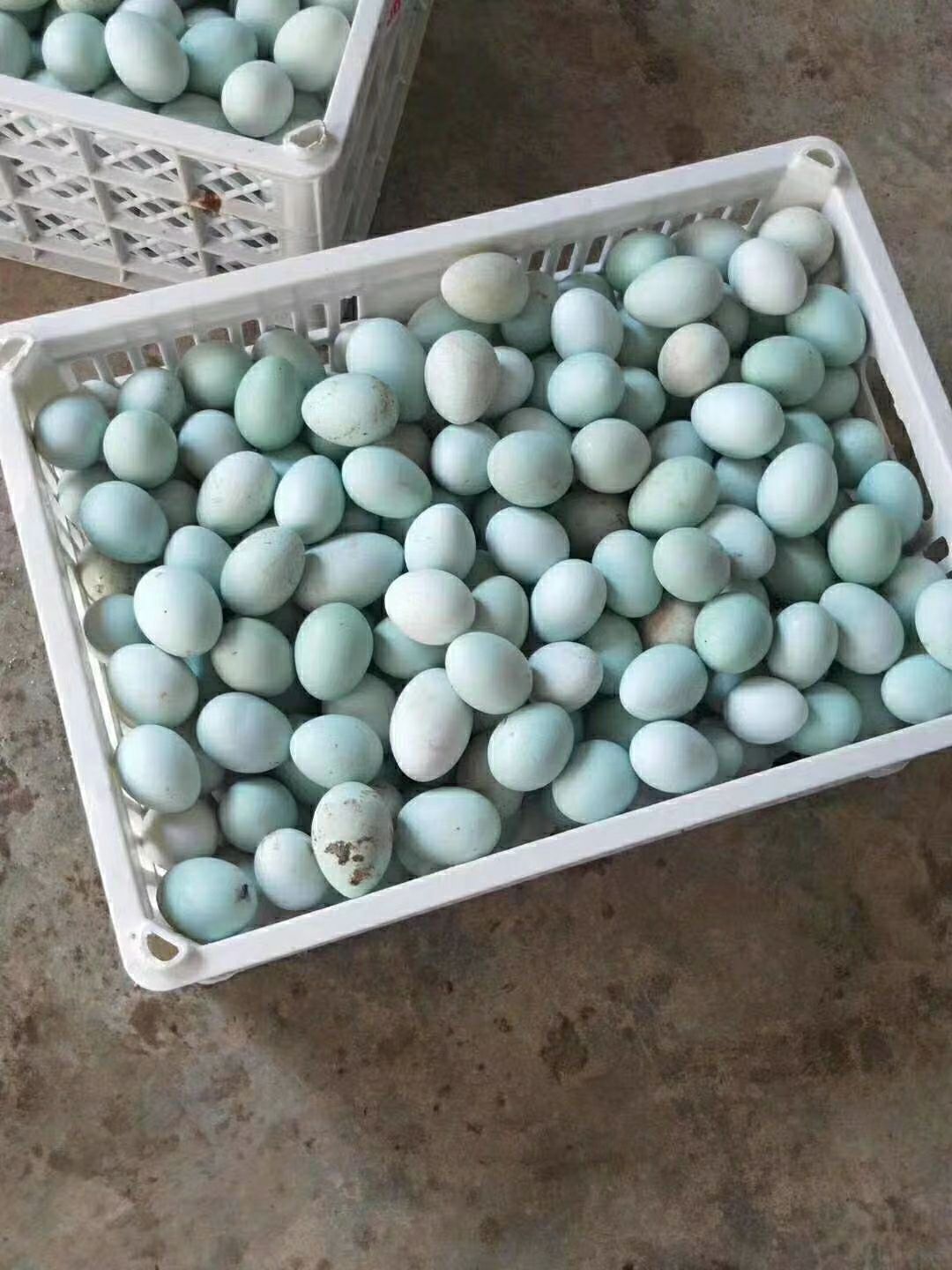 黑羽白皮红冠高产型绿壳蛋鸡苗