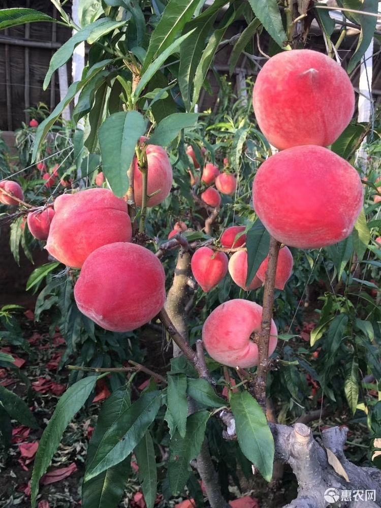 雪桃 大量供应，可撕皮水蜜桃