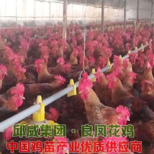 广州良凤花鸡苗