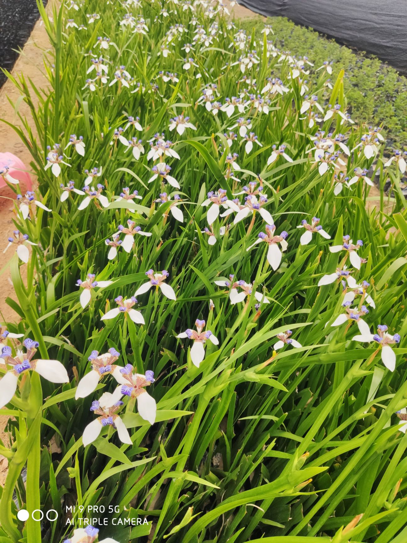 鸢尾绿化小苗福建漳州苗木基地