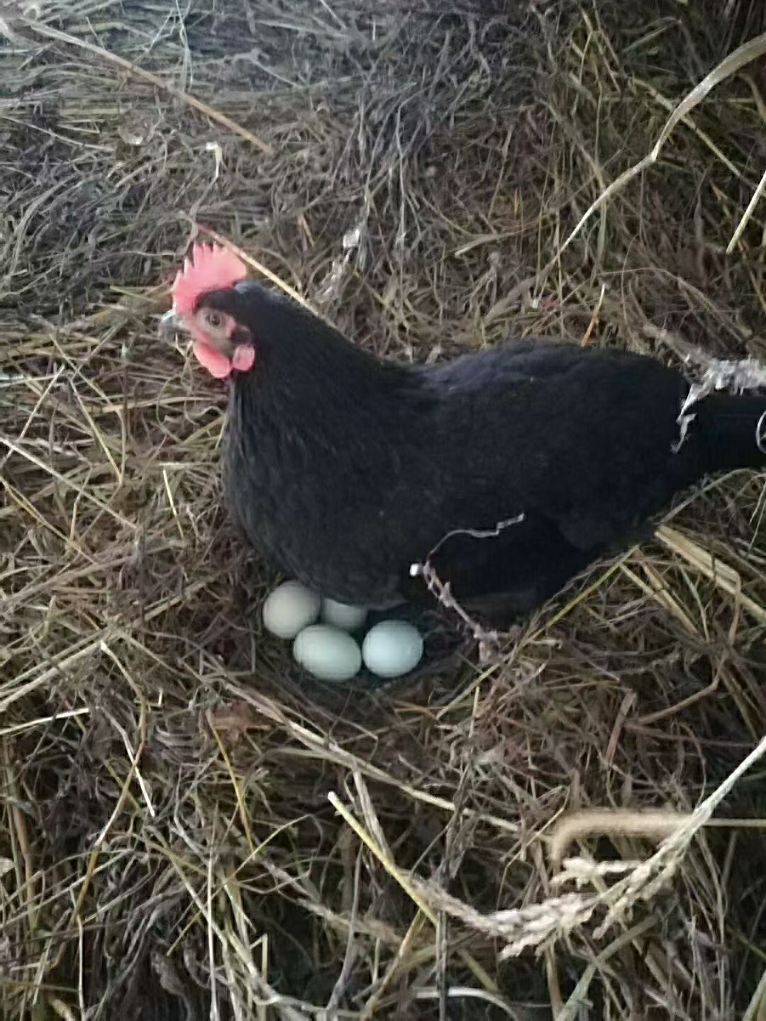 黑羽白皮红冠高产型绿壳蛋鸡苗