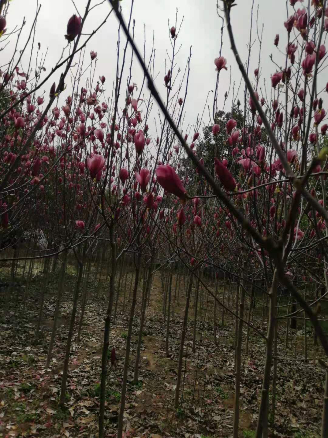  出售各种规格紫玉兰，小苗