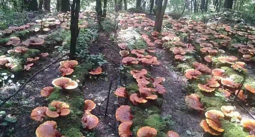 桂林紫灵芝 林下灵芝