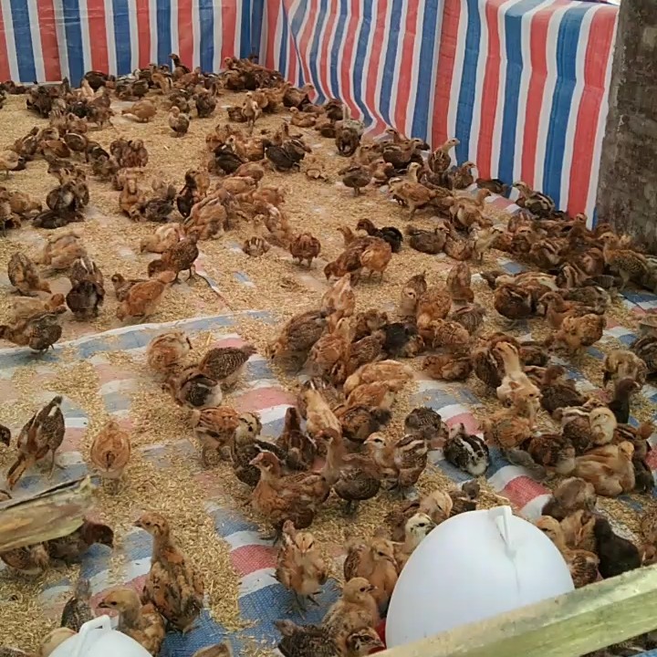 青脚土鸡脱温鸡