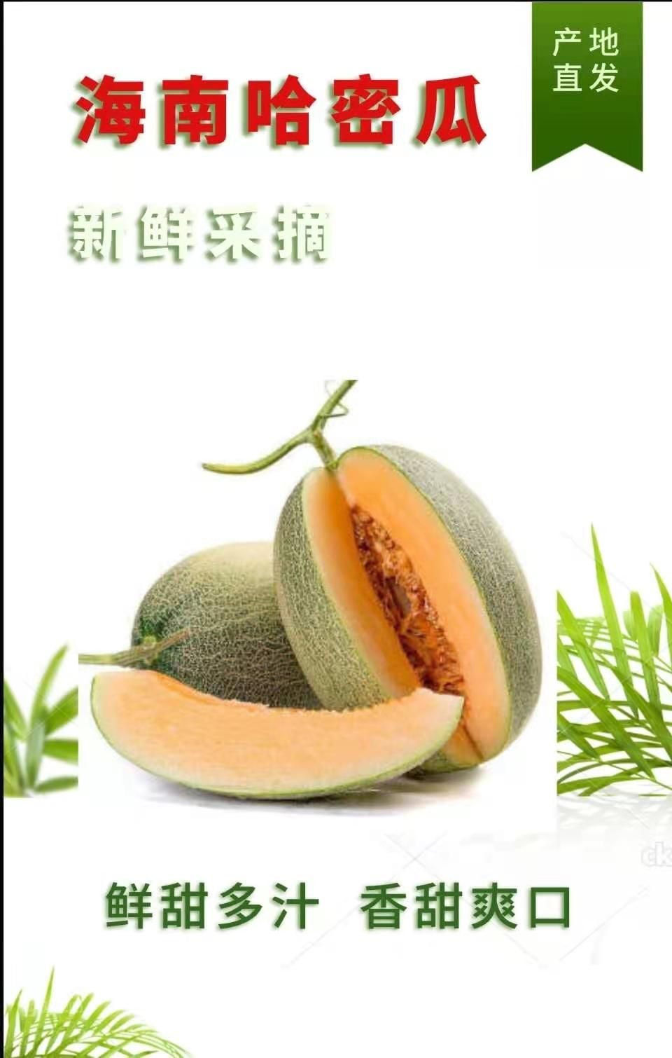 海南西州蜜哈密瓜