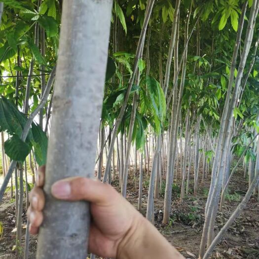 扶风县苗木 景观树 七叶树