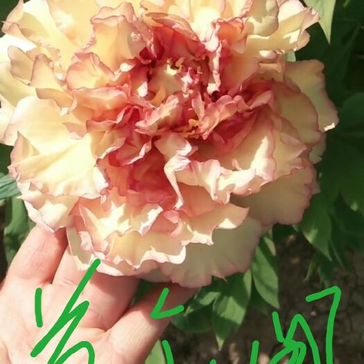 菏泽精品观赏牡丹