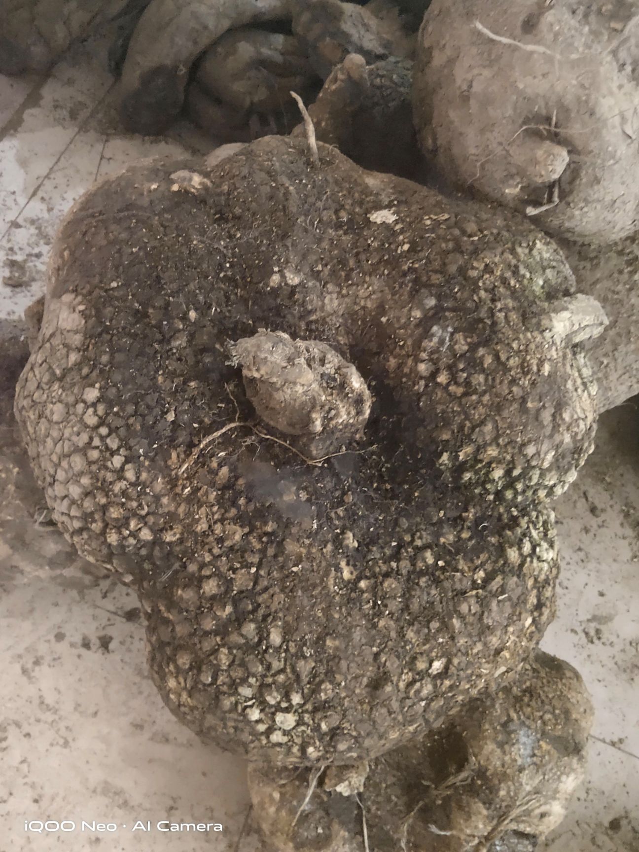 蛇莲 大货鲜货好货