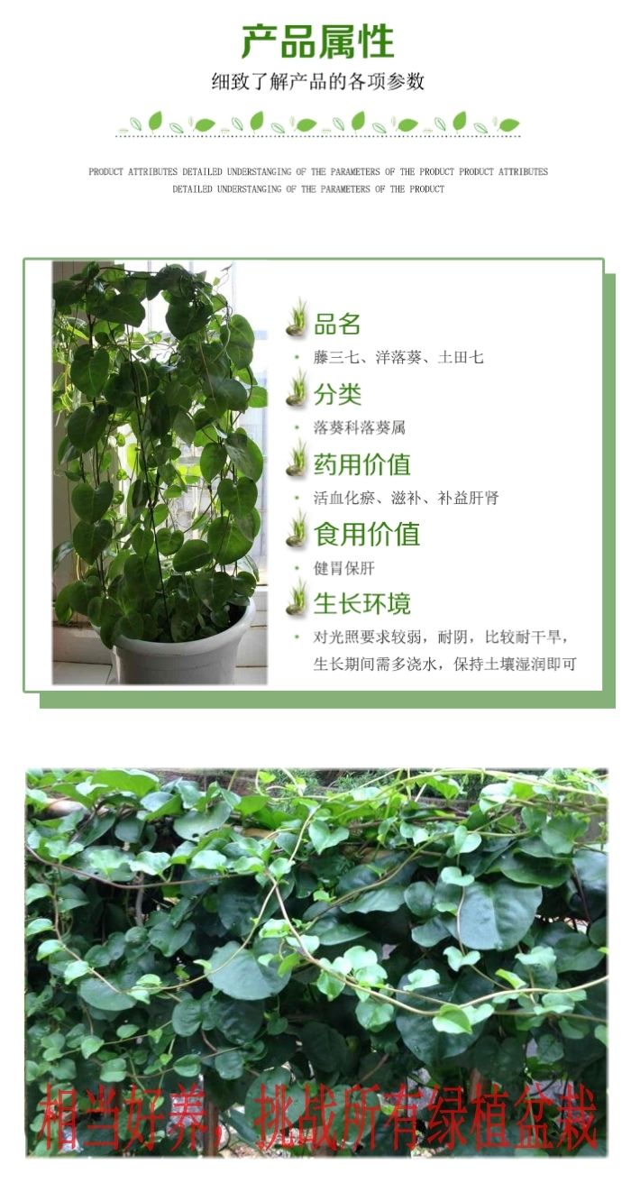 藤三七种苗  藤三七种块 种苗 发芽率高