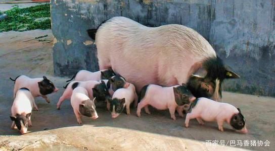 巴马香猪，繁殖率和抗病能力极强，公母通货肉质香。