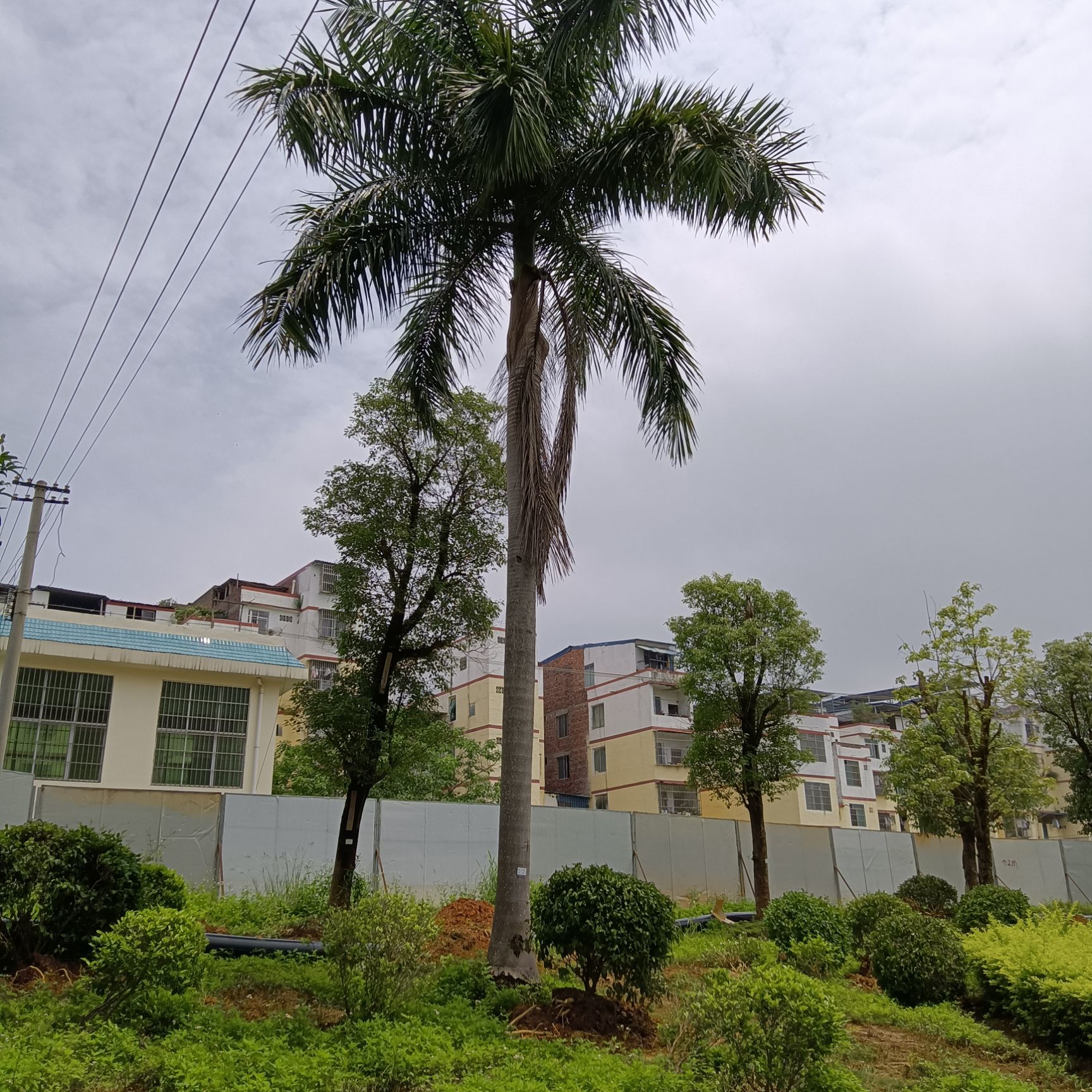 大王椰子树  大王椰树
