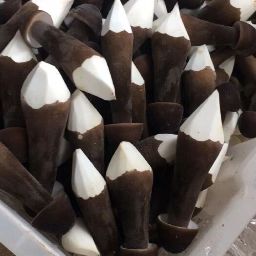 重庆市 黑皮鸡枞菌