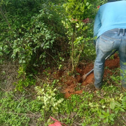 长林高产嫁接油茶树  2公分油茶树，挖树现场。