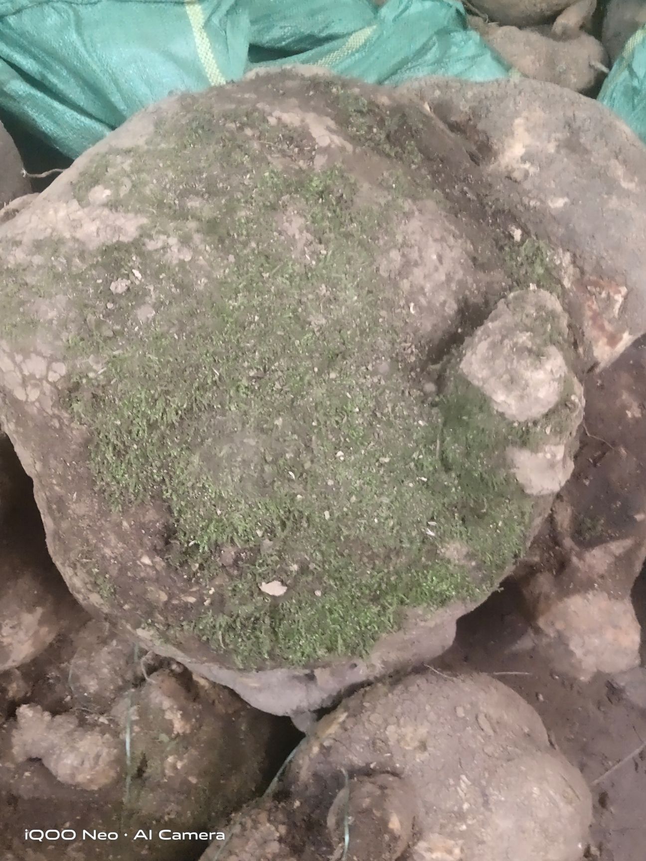 蛇莲 大货鲜货好货