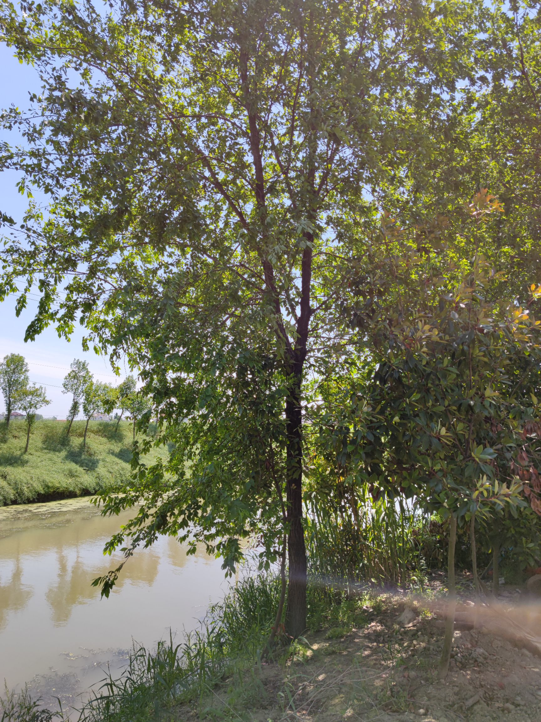 速生白榆  15公分榆树价格 量大批发