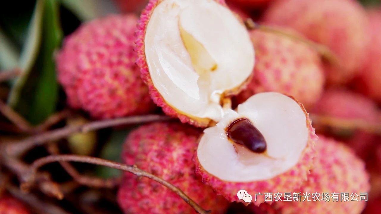 桂味荔枝  广西高山荔枝，25年老树中国荔枝获奖者