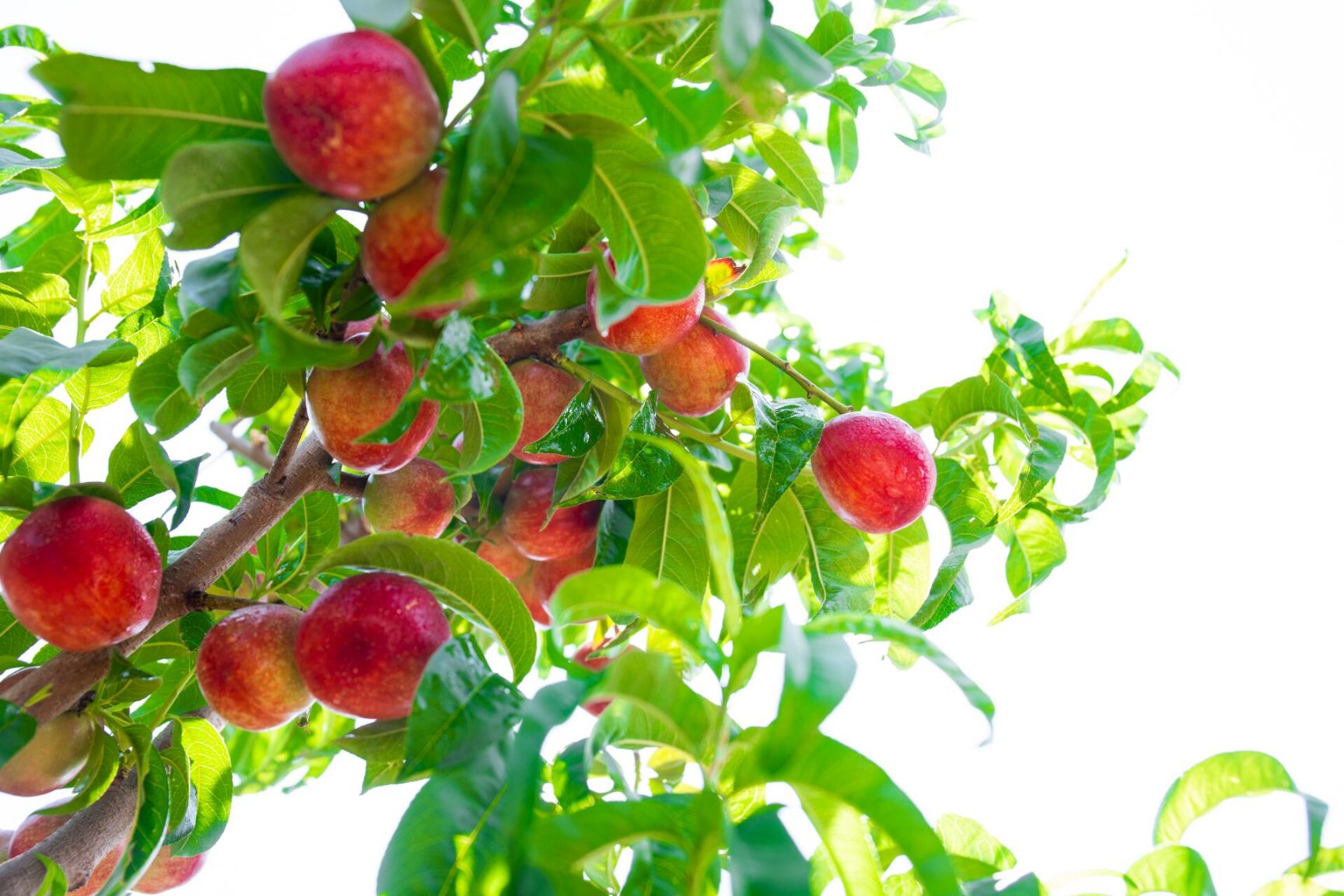 518油桃 大凉山月华油桃
