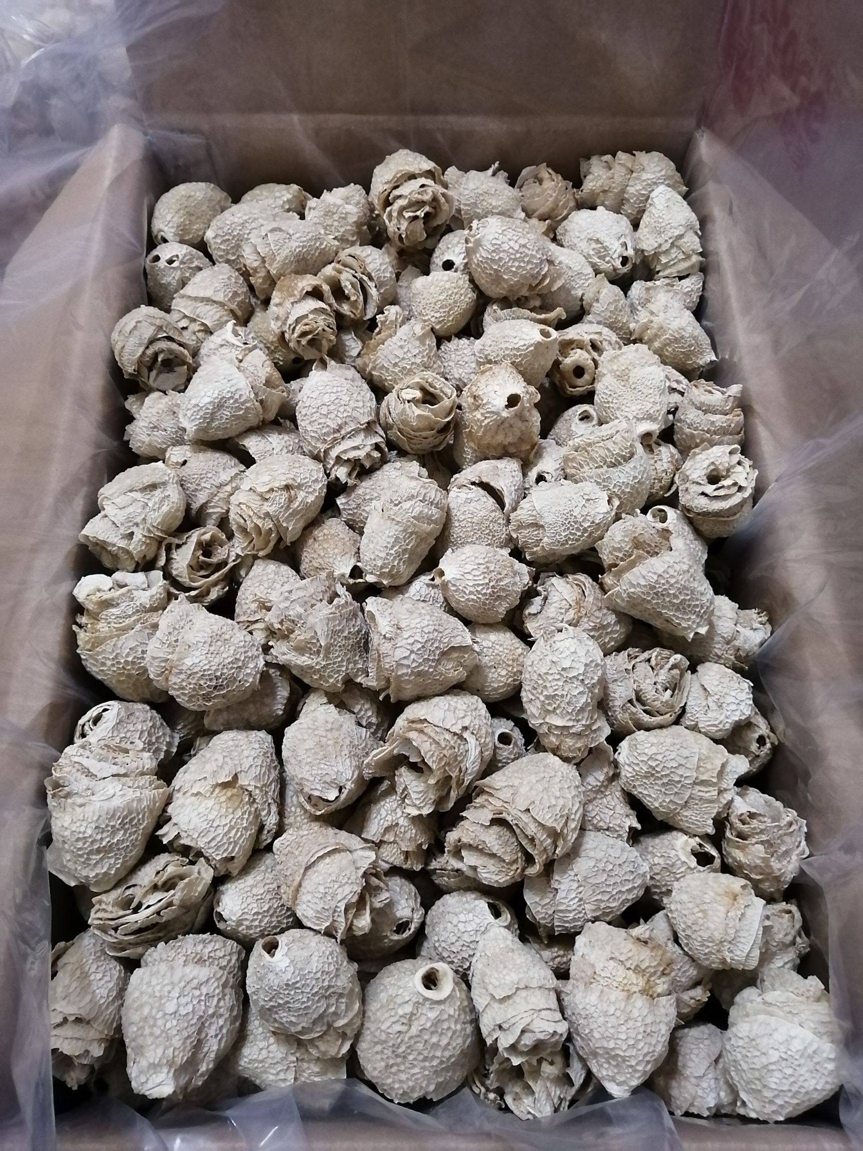 竹荪冒壳、竹毛肚贵州红托竹荪中小个头冒壳竹毛肚