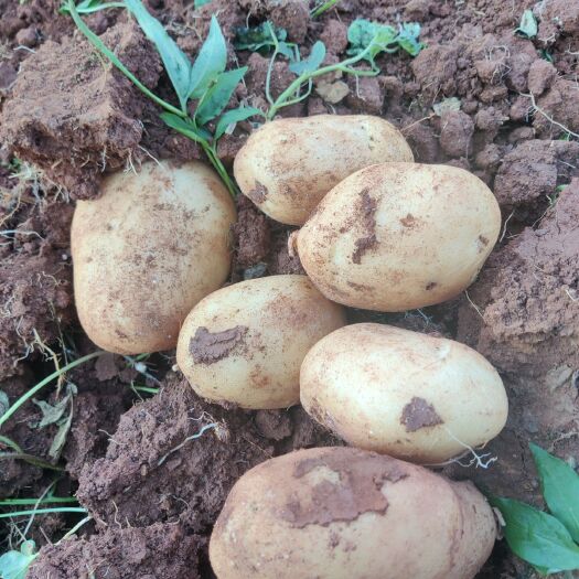 砚山县丽薯6号 丽薯