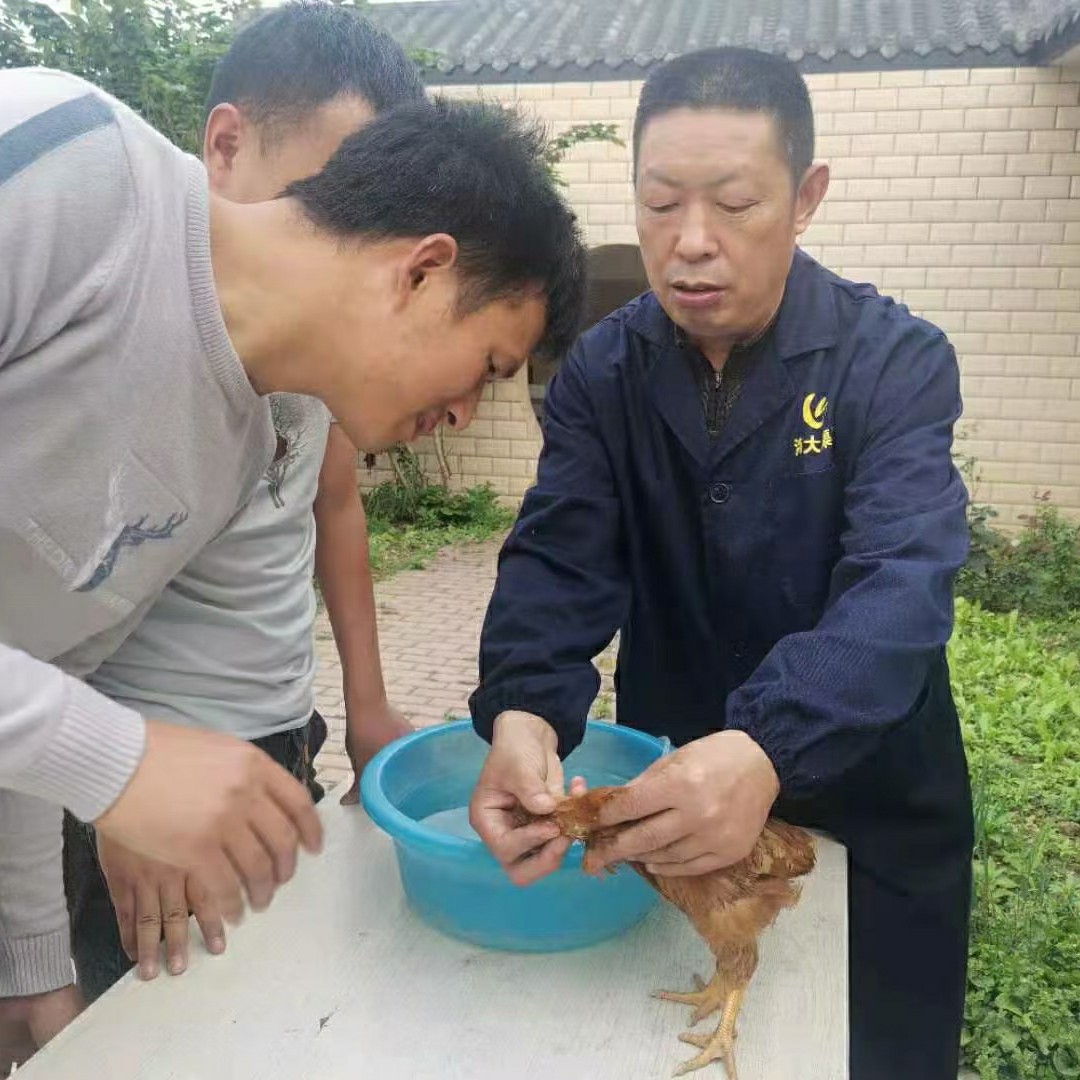 广汉市咨询服务 农技人员 家禽养殖技术培训，养鸡，养鸭，养鹅。