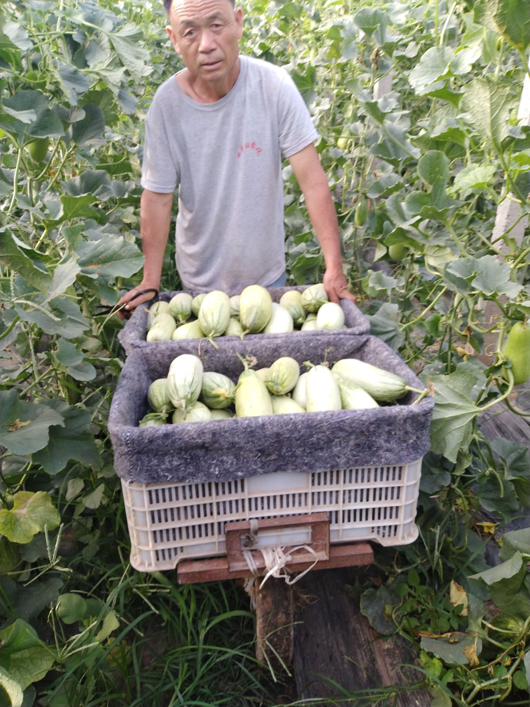 羊角蜜甜瓜  溥洋甜瓜