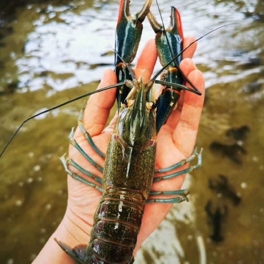 肥西县澳洲龙虾  澳洲淡水龙虾抗体强可食用，可观赏