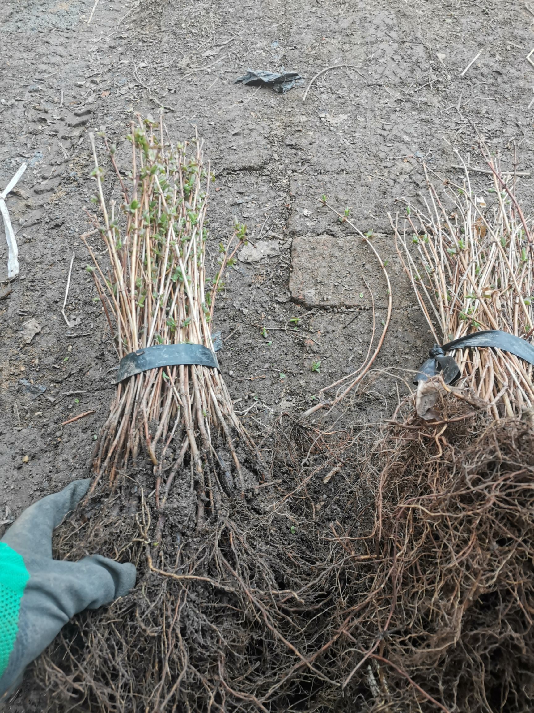 蓝靛果苗大果型蓝靛果蓓蕾蓝靛果大果蓝靛果苗批发蓝靛果苗