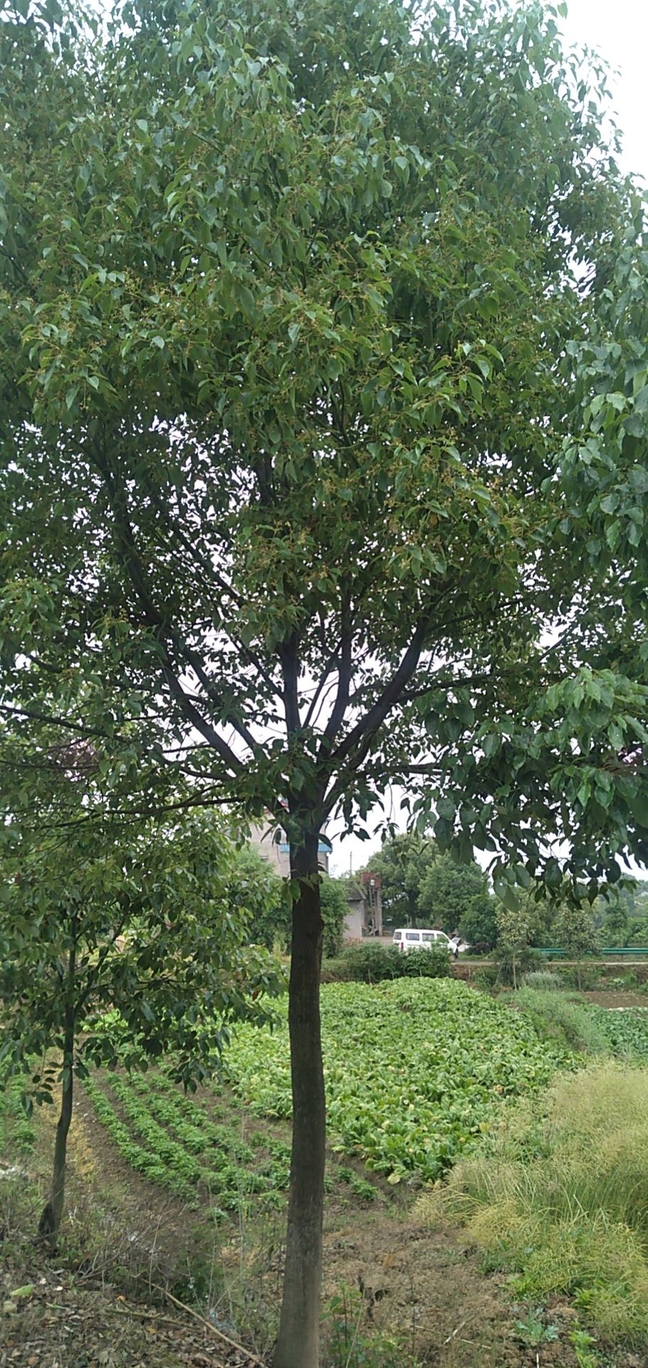 小叶樟  15-25公分全冠香樟大量供应