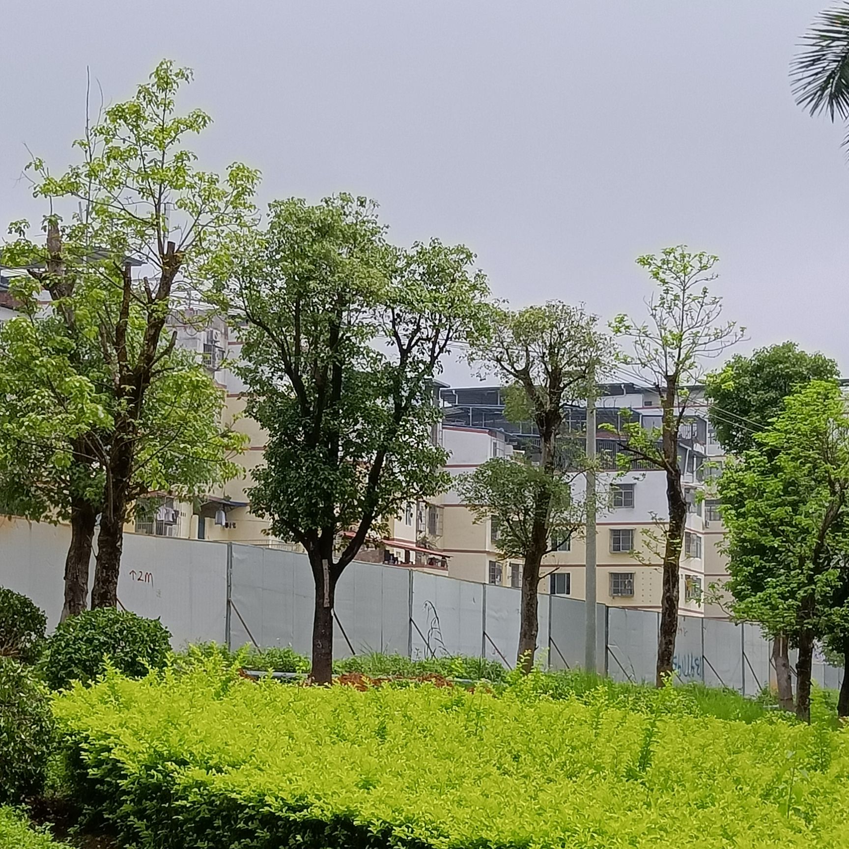 大王椰子树  大王椰树