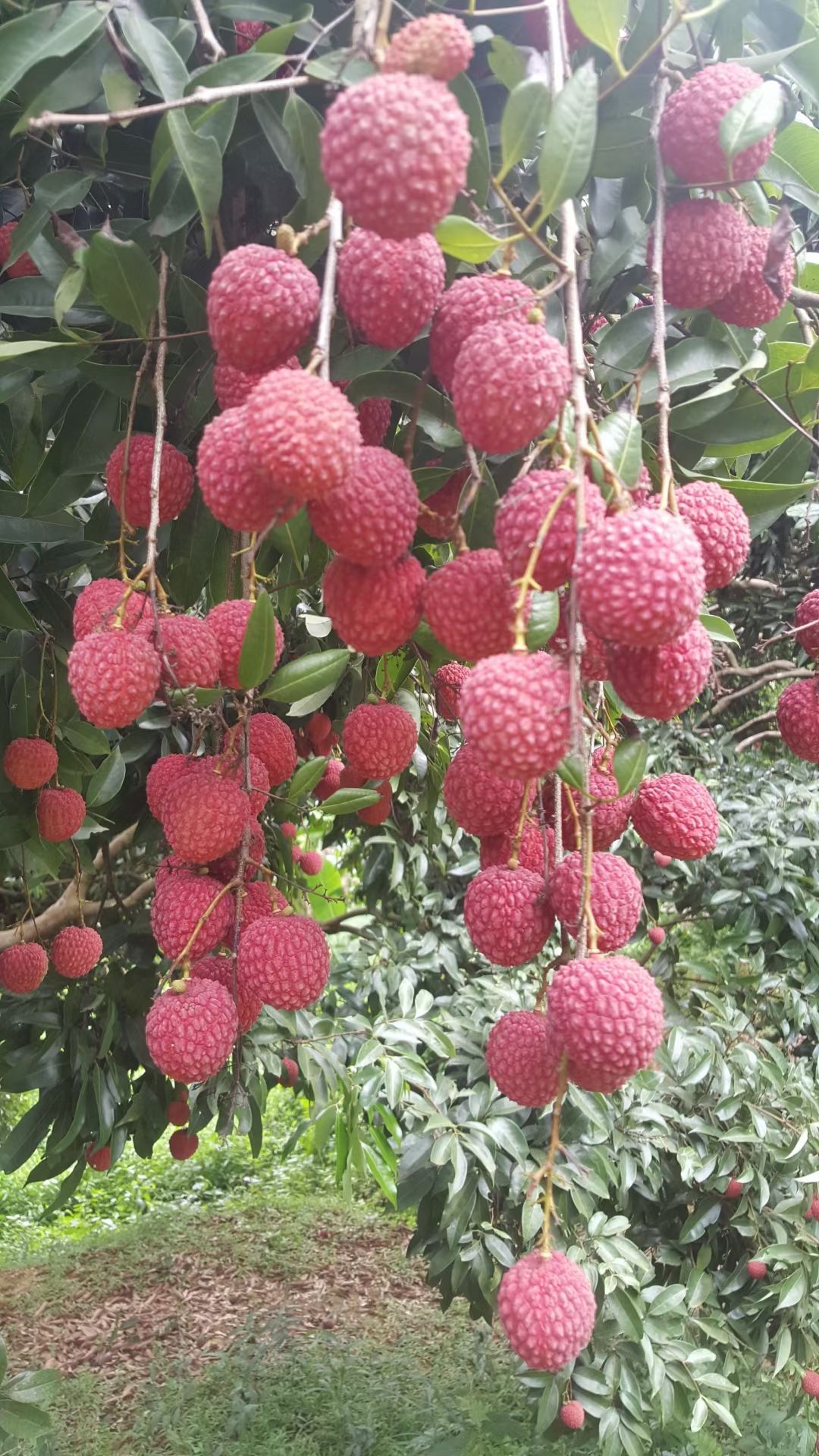 桂味荔枝  广西高山荔枝，25年老树中国荔枝获奖者
