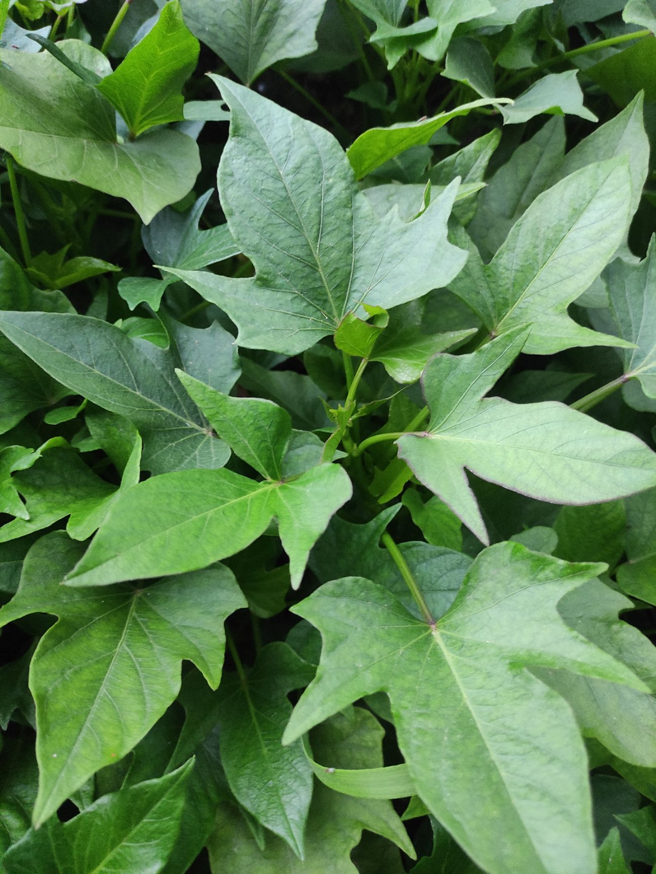 苏薯8号红薯苗  济薯26红薯苗，板栗薯脱毒苗，黄心脱毒苗