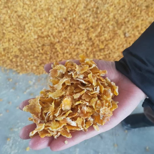 塔城市 压片玉米