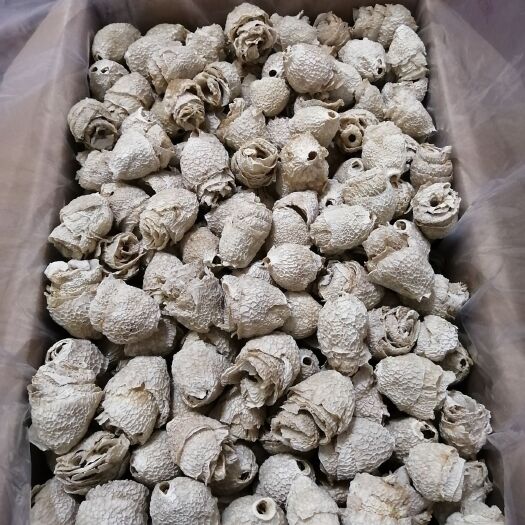 织金县红托竹荪  竹荪冒壳、竹荪冒、竹毛肚