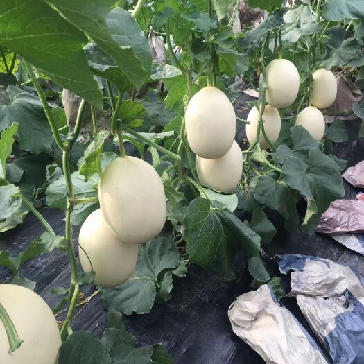 甜瓜  红金蜜大量上市中……