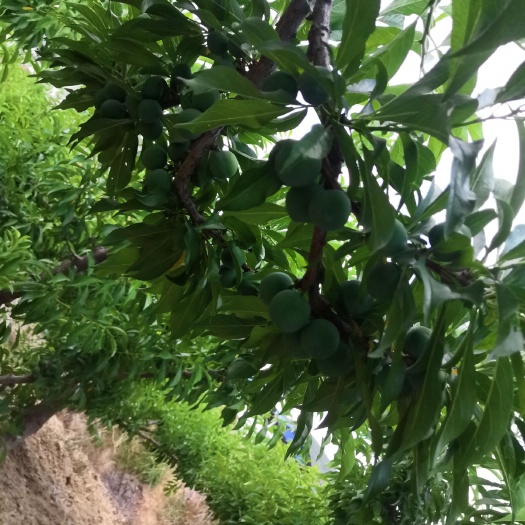  蜂糖李整备中