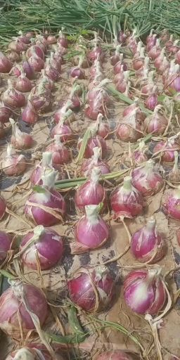 红皮洋葱  二红洋葱