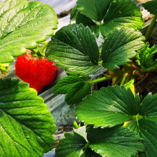 芦溪县红颜草莓苗 白草莓苗