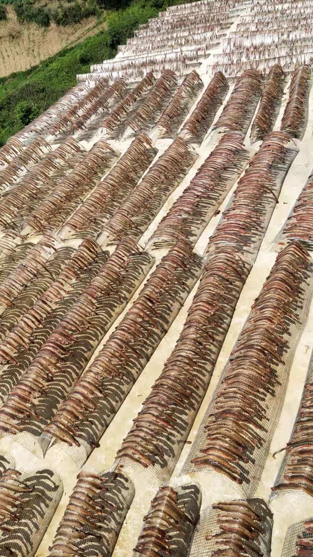土地龙 地龙