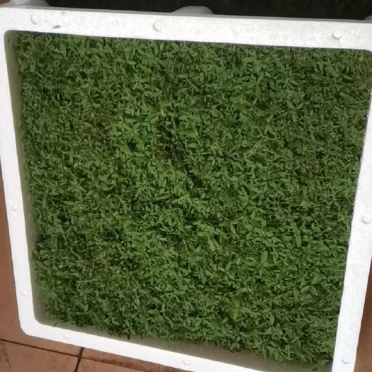廉江市桉树苗  组培桉苗29芽苗