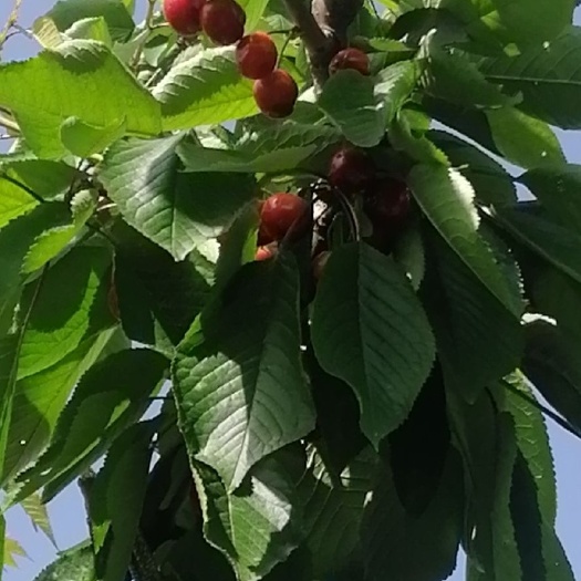 蓝田县红灯樱桃 陕西曳湖大樱桃