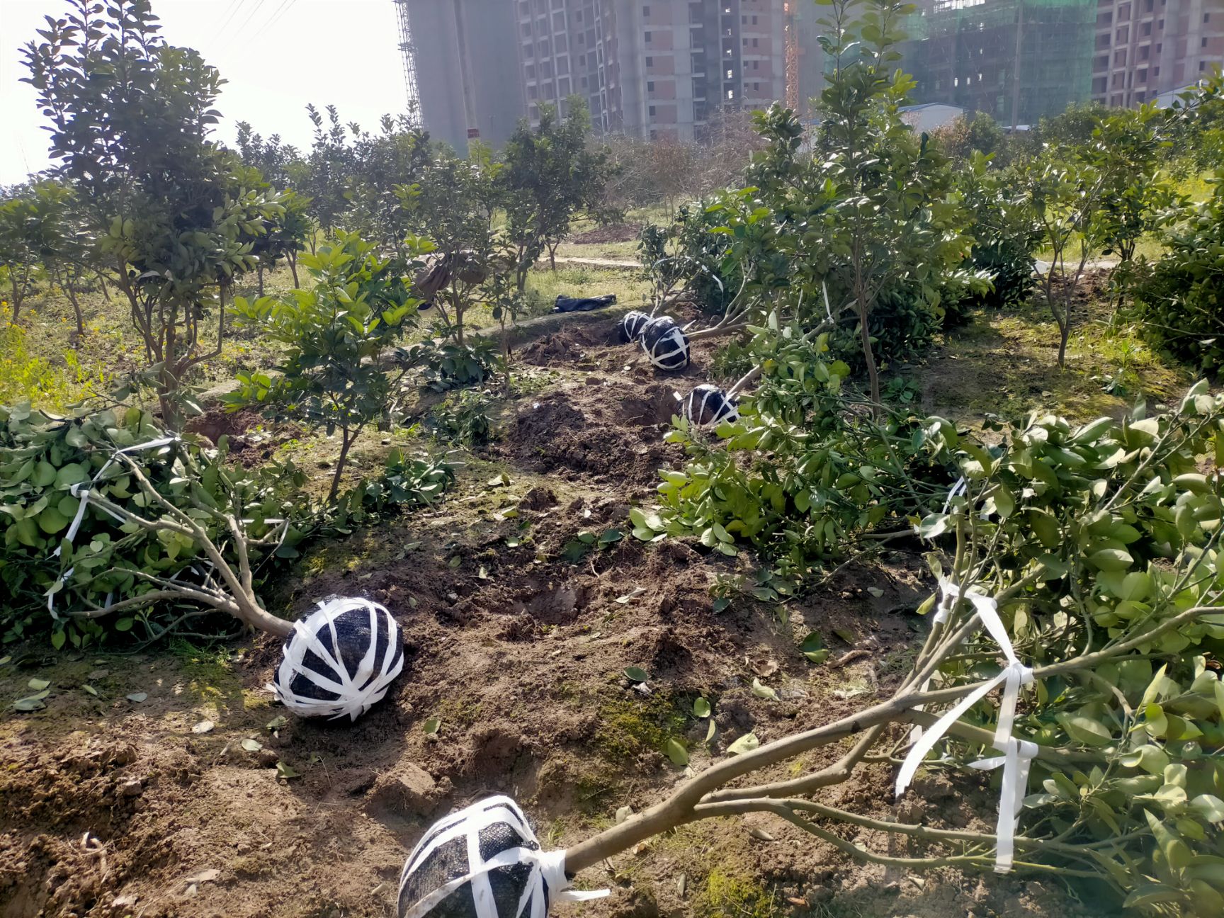 柚树苗  柚子树基地直销一手货源充足，