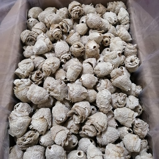 贵阳织金竹荪  贵州织金红托竹荪清香型香荪冒壳竹毛肚优惠供货