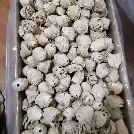 织金县竹荪冒壳、竹毛肚贵州红托竹荪中小个头冒壳竹毛肚