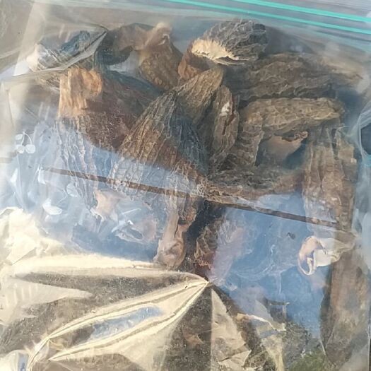 长沙产自湖南湘西大山深处的羊肚菌