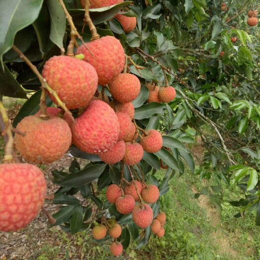 高州市白糖罂荔枝  广东茂名白糖罂妃子笑