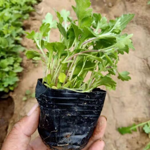 青州市地被菊苗  地被菊 苗圃直发  价格低