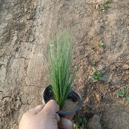 青州市细叶针芒 墨西哥羽毛草