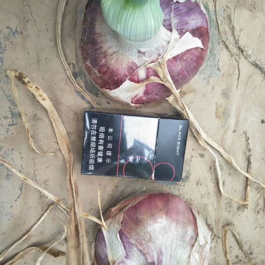 通许县红皮洋葱  二红洋葱