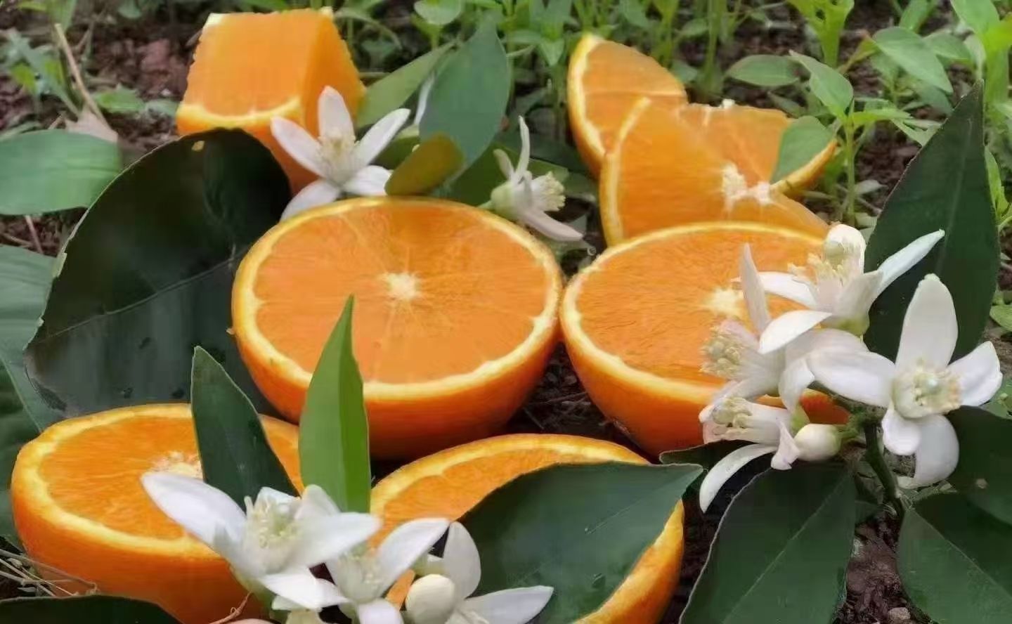 伦晚脐橙  扶贫秭归伦晚春橙现摘现发果园直达一件代发箱装包邮